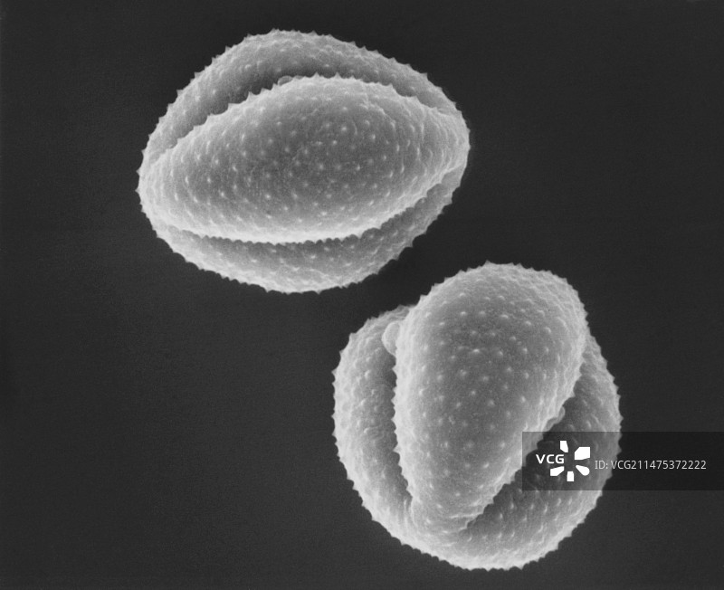 山艾树花粉扫描电镜图图片素材