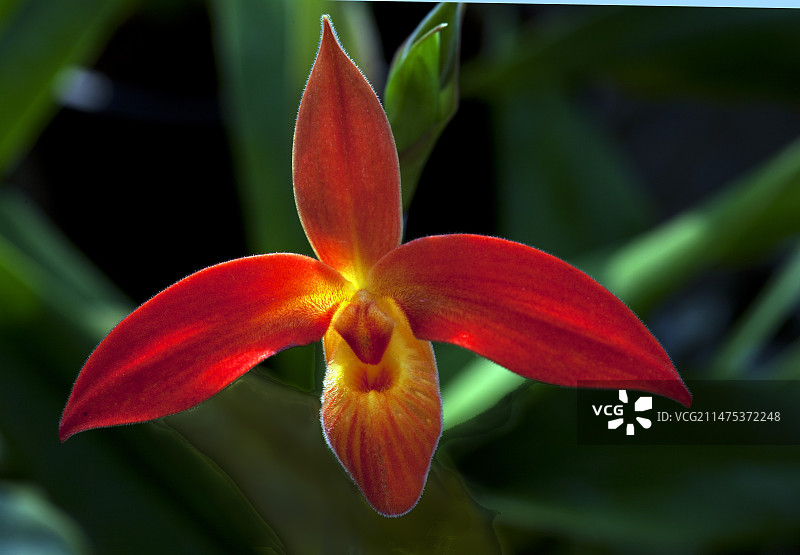 达莱桑德氏兜兰图片素材