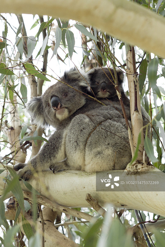 带幼崽的考拉图片素材
