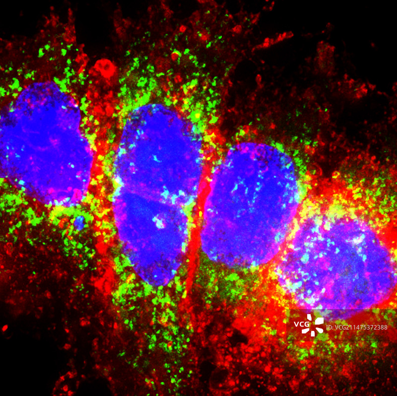 滋养层细胞荧光显微照片图片素材