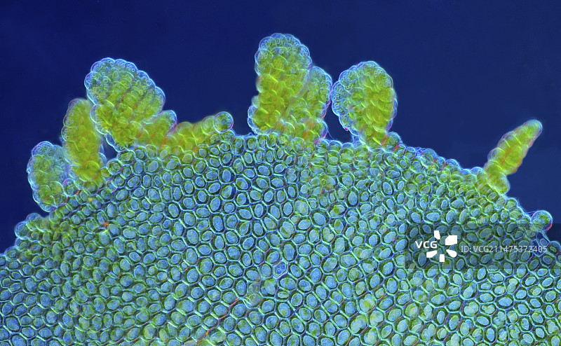 地钱叶显微照片图片素材