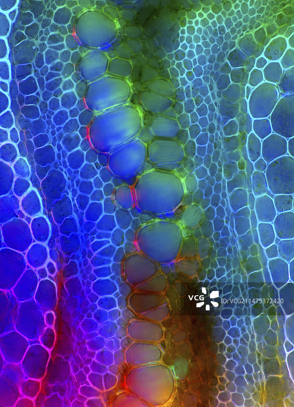 蕨类茎的显微照片图片素材