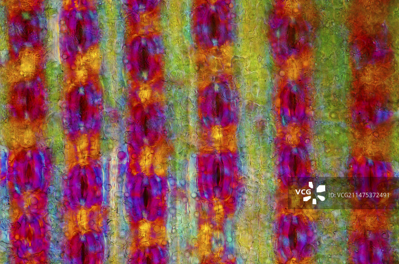 松树针叶，光学显微照片图片素材