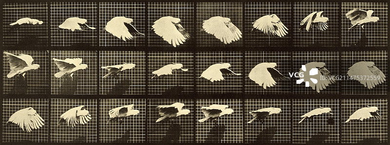 飞翔的鹦鹉， Muybridge运动研究，19世纪80年代图片素材