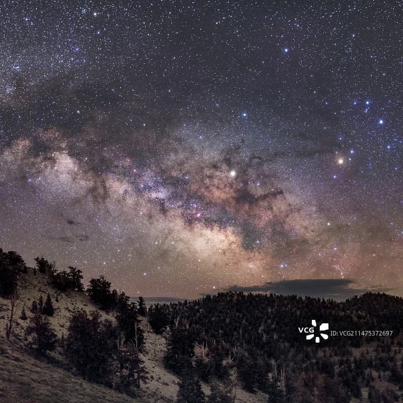 美国加利福尼亚州松树上的银河图片素材
