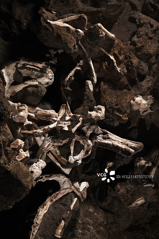 南方古猿“小脚”化石图片素材