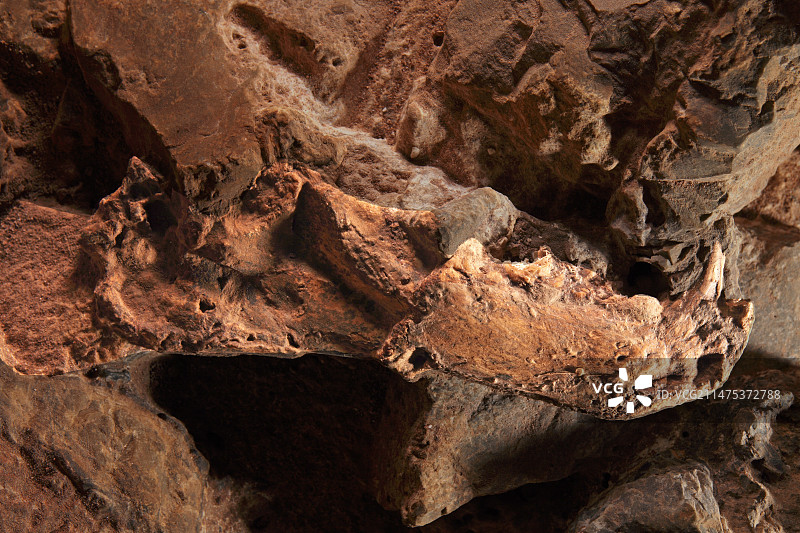 剑齿猫下颌骨化石图片素材