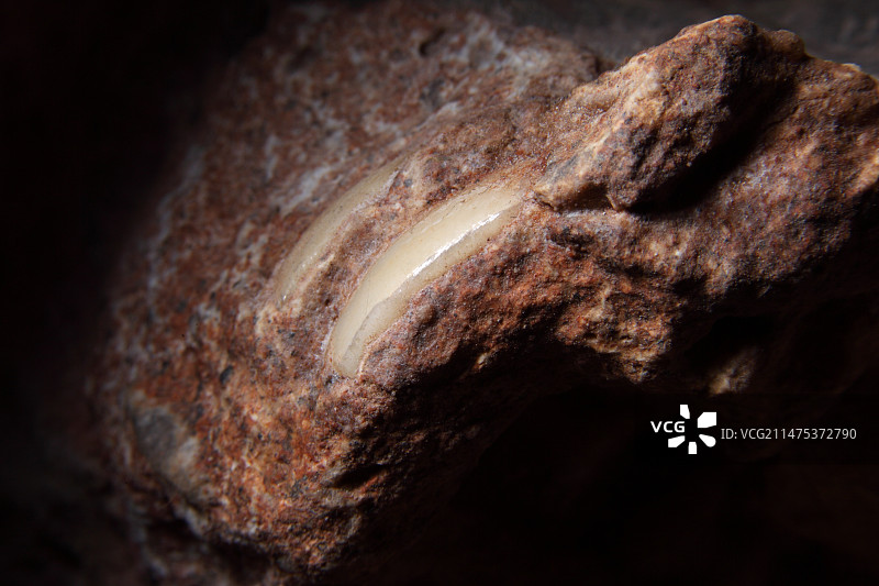 狒狒牙齿化石图片素材