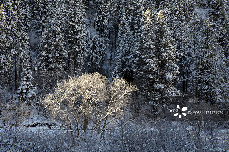 美国科罗拉多州冬季的格伦伍德峡谷图片素材