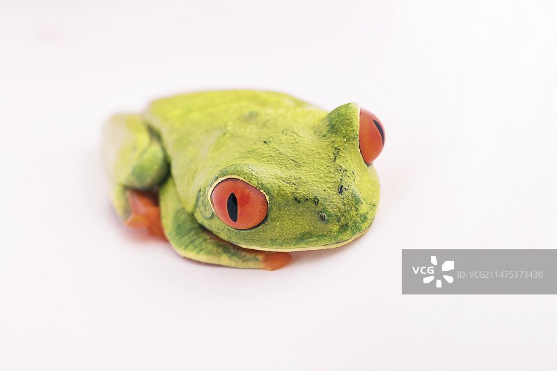 红眼树蛙图片素材