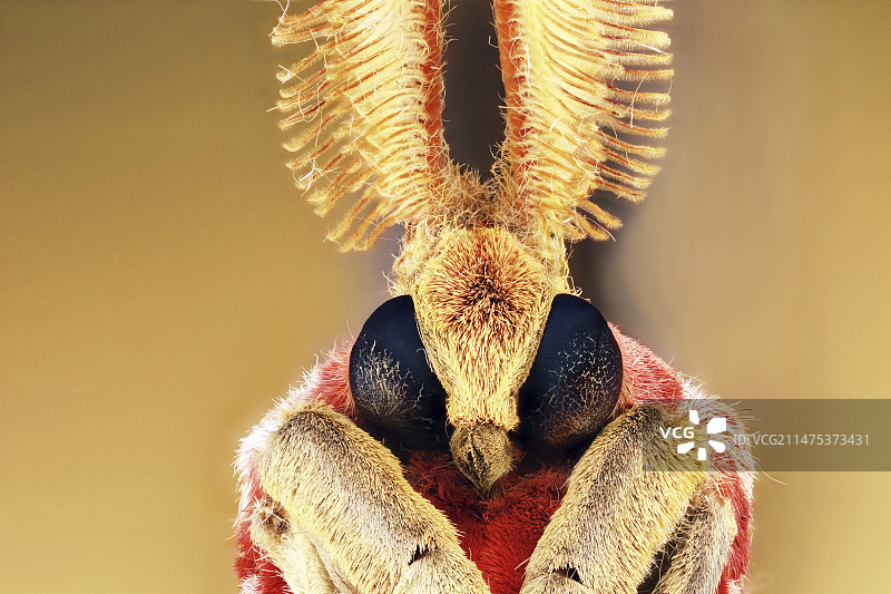 西班牙月亮蛾头部图片素材