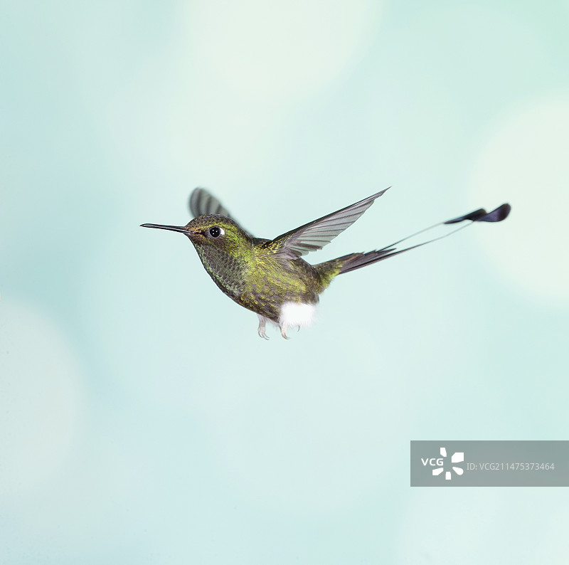 白靴球拍尾蜂鸟图片素材