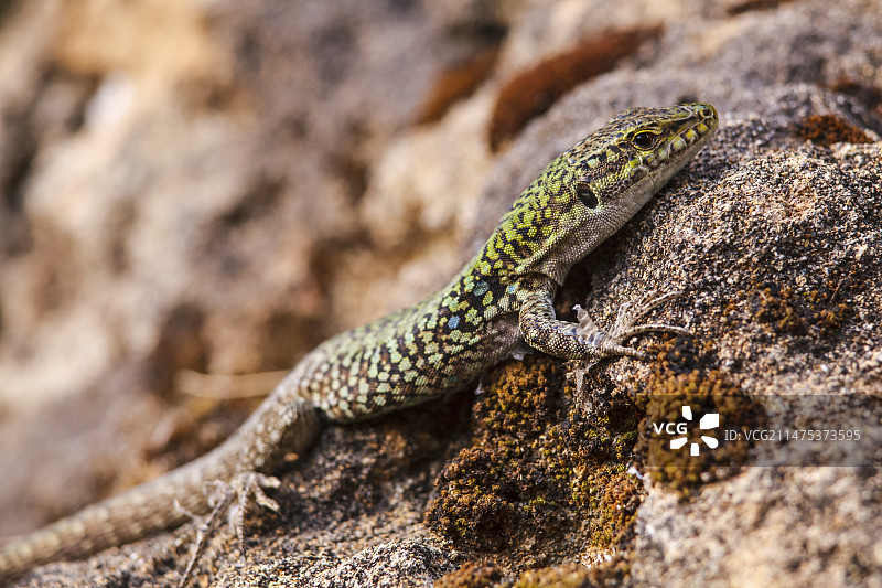 意大利壁蜥蜴图片素材