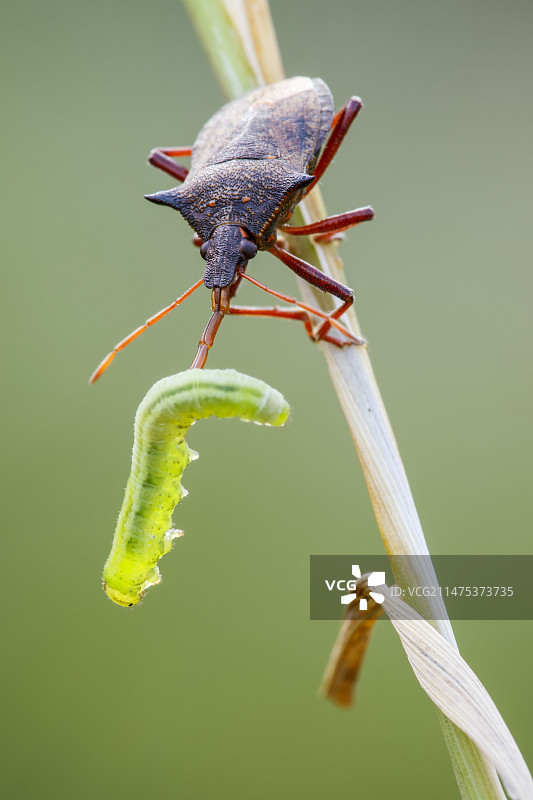 棘盾蝽图片素材