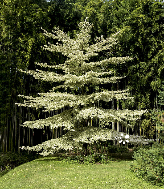 观赏山茱萸树图片素材