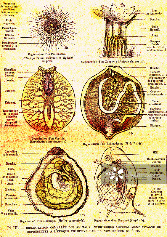 19世纪水生生物进化图图片素材