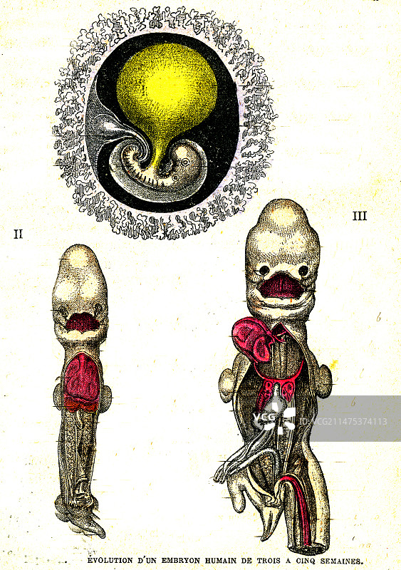 19世纪人类胚胎发育图图片素材