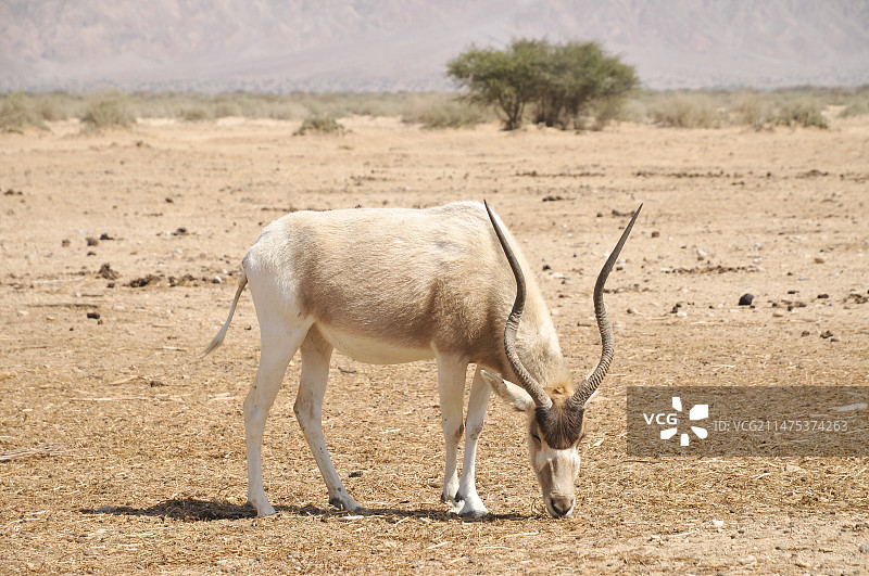 弯角羚图片素材