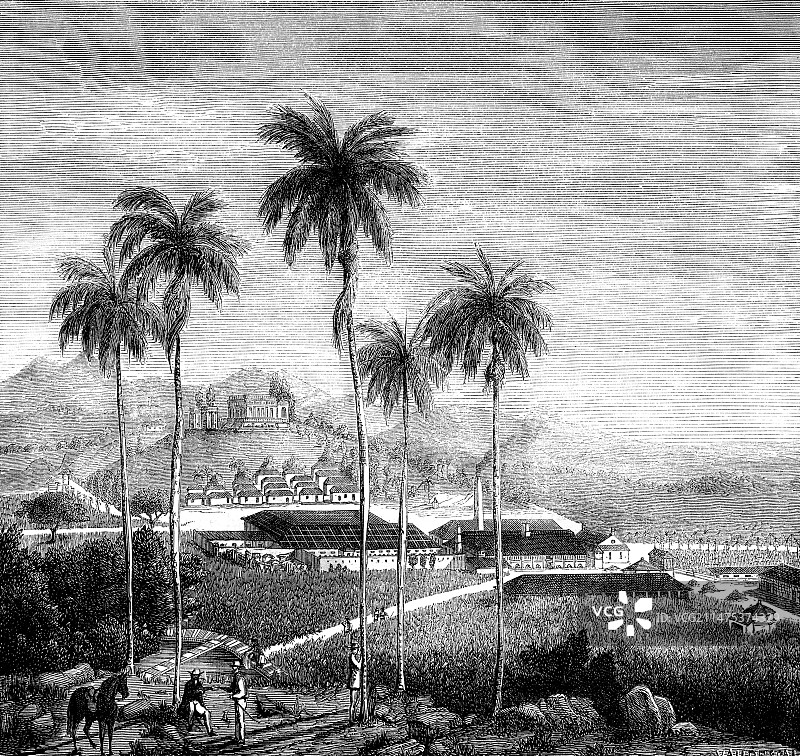 19世纪古巴甘蔗种植园图片素材