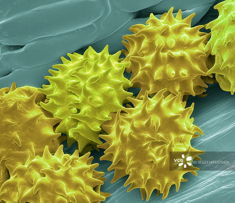 翠菊花粉扫描电镜图图片素材