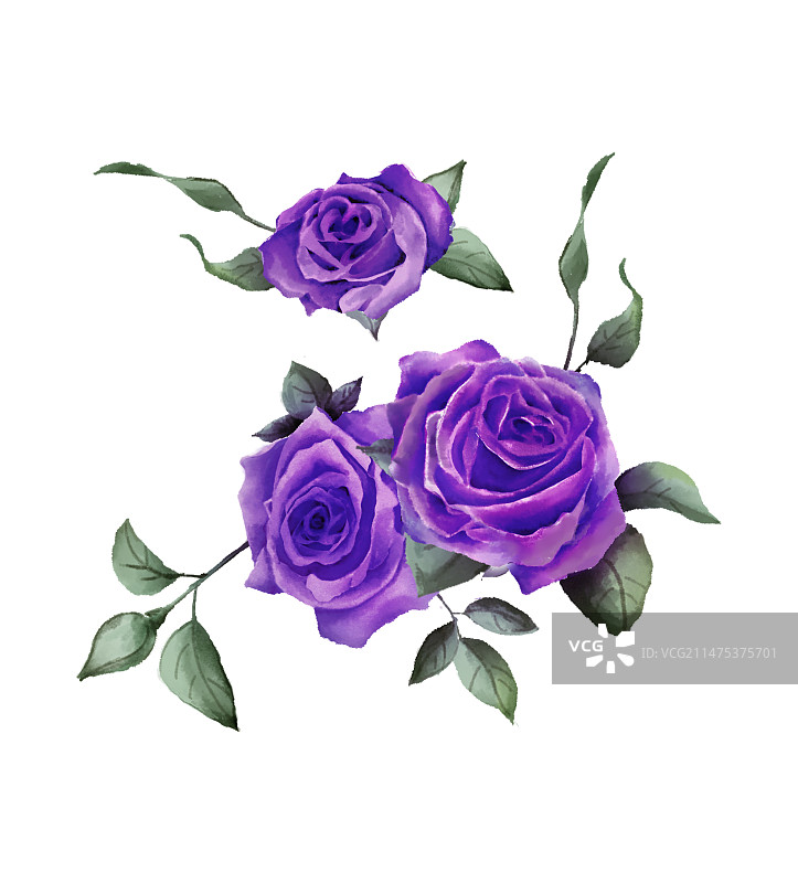 紫色玫瑰图片素材