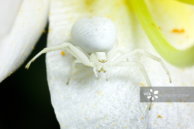 花蟹蛛图片素材