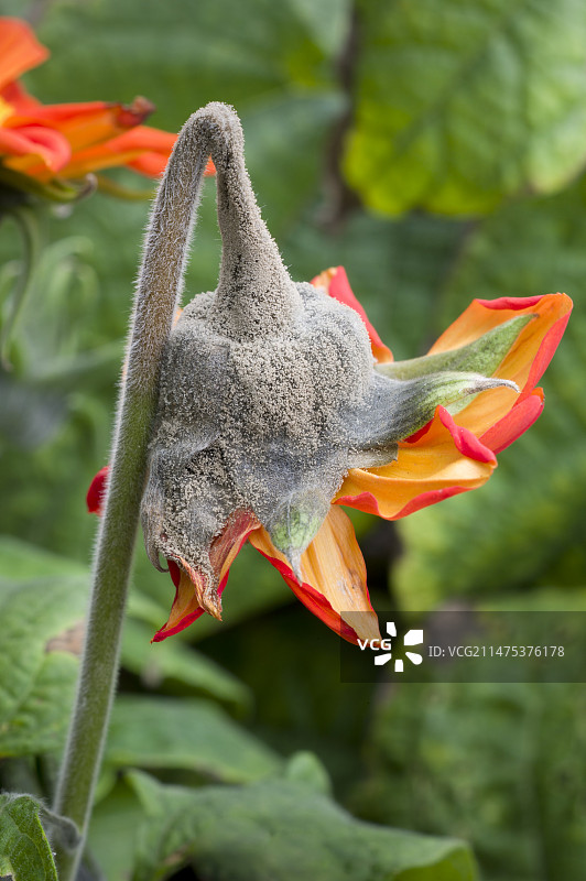 被霉菌感染的假向日葵花图片素材