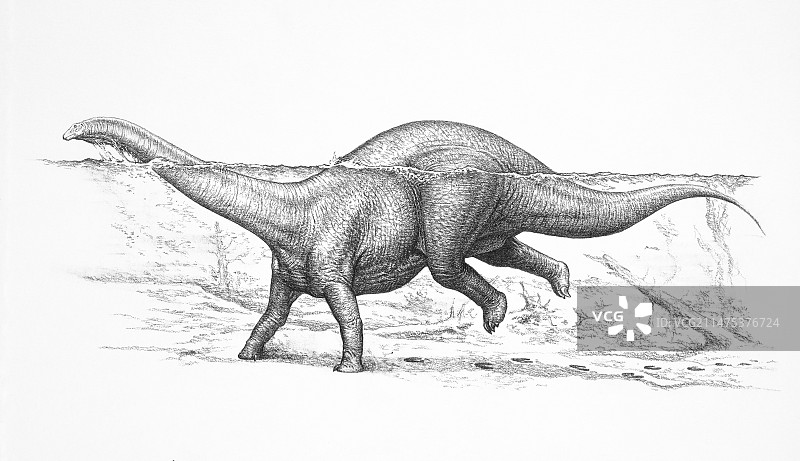 迷惑龙游泳插画图片素材