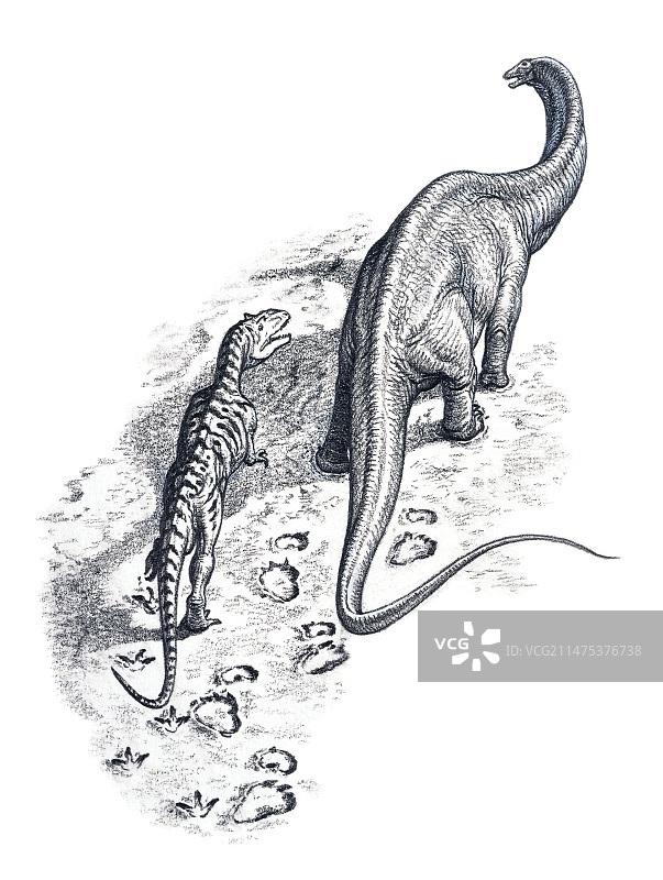 兽脚亚目恐龙追踪蜥脚类恐龙插图图片素材