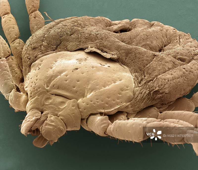 棕色狗身上的蜱虫，扫描电子显微镜图像图片素材