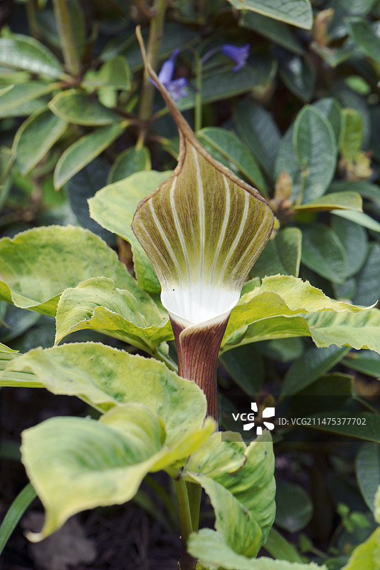 四国天南星图片素材