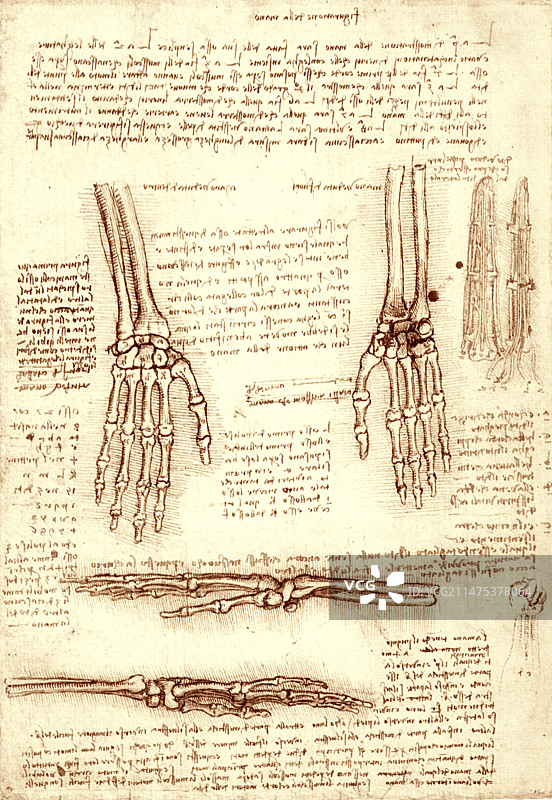 手和腕骨插图图片素材