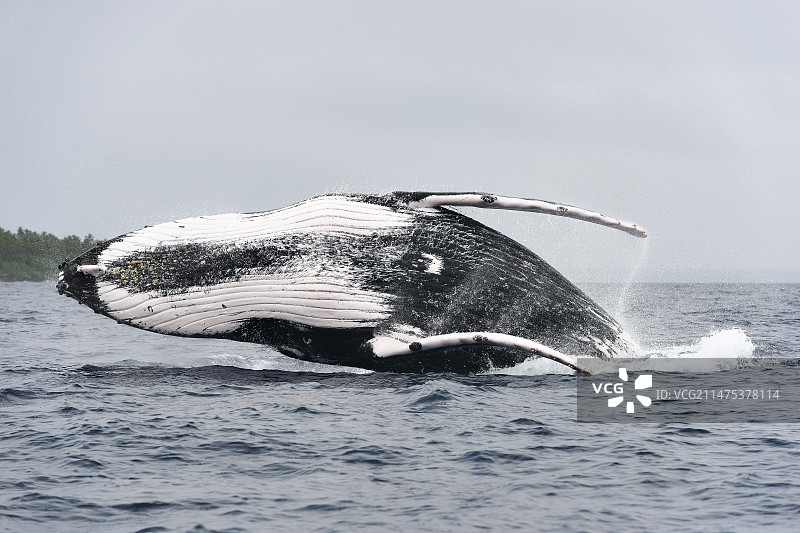 座头鲸跃出水面图片素材