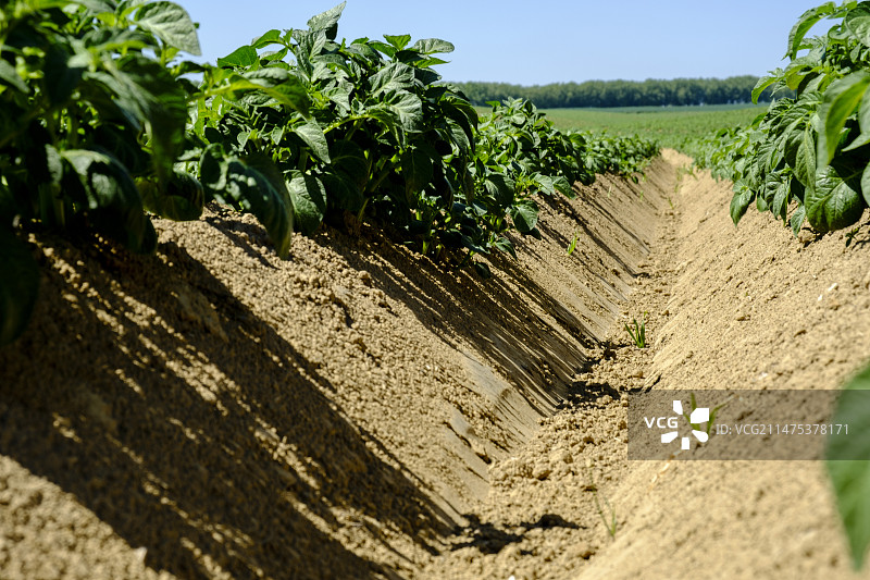 土豆领域图片素材