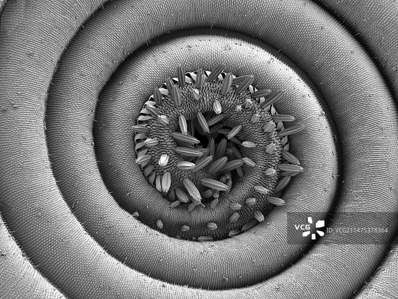 飞蛾口器扫描电镜图图片素材