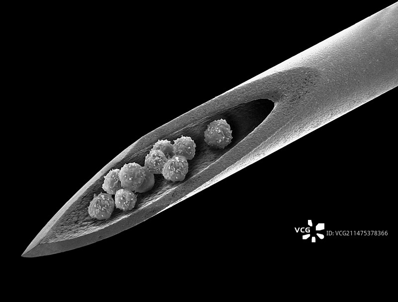 干细胞治疗扫描电镜图图片素材