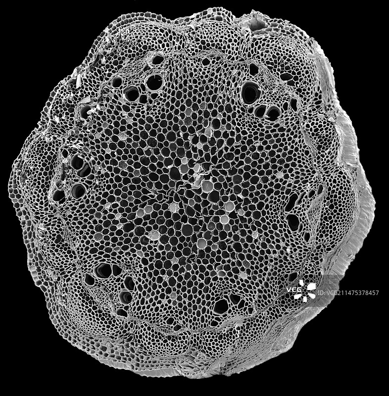 铁线莲茎的扫描电镜图图片素材