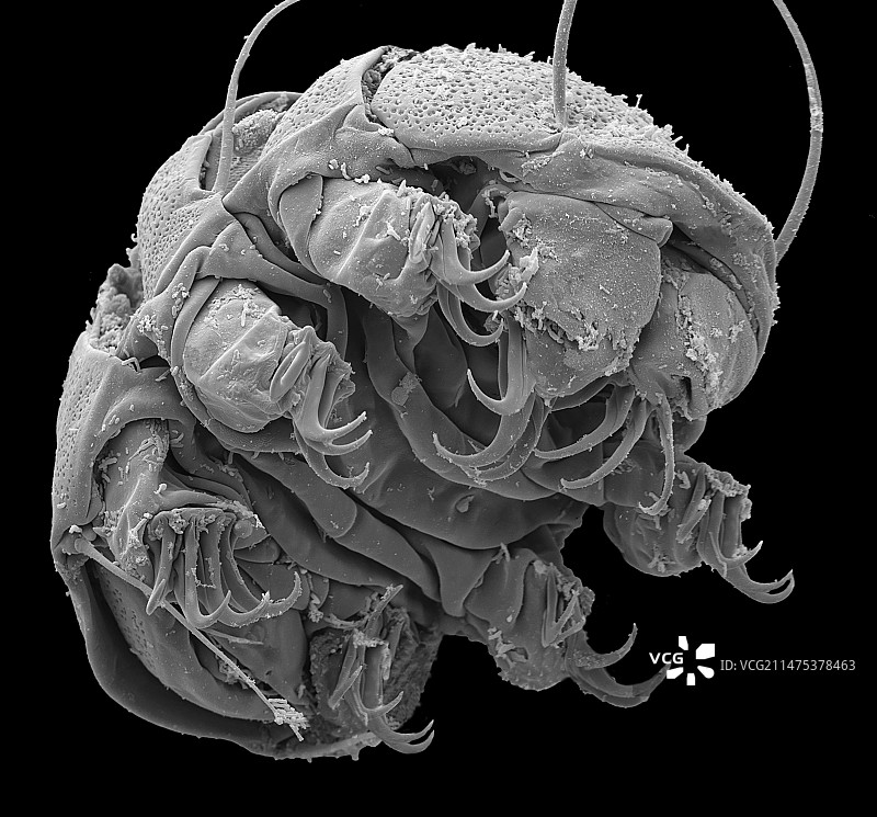 水熊虫扫描电镜图图片素材