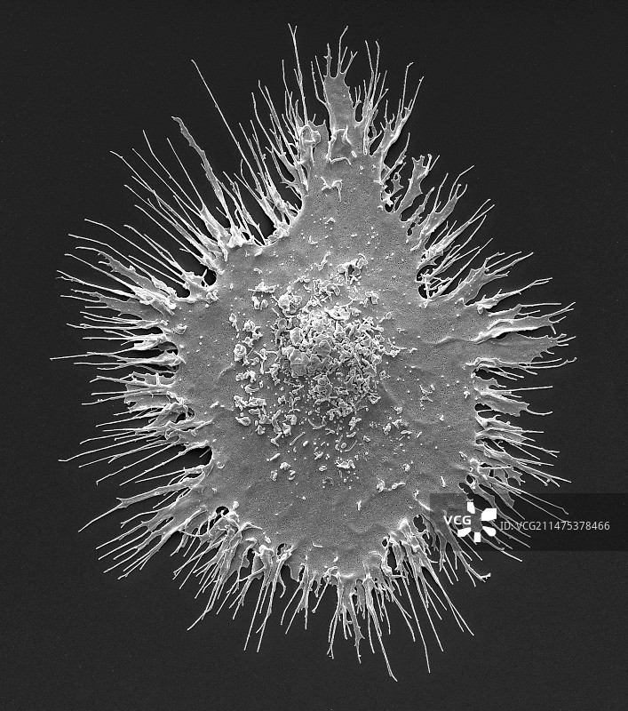 树突状细胞扫描电镜图图片素材