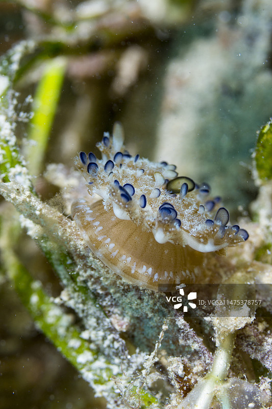 仙后水母图片素材