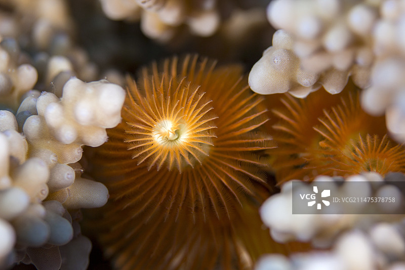 圣诞树蠕虫图片素材