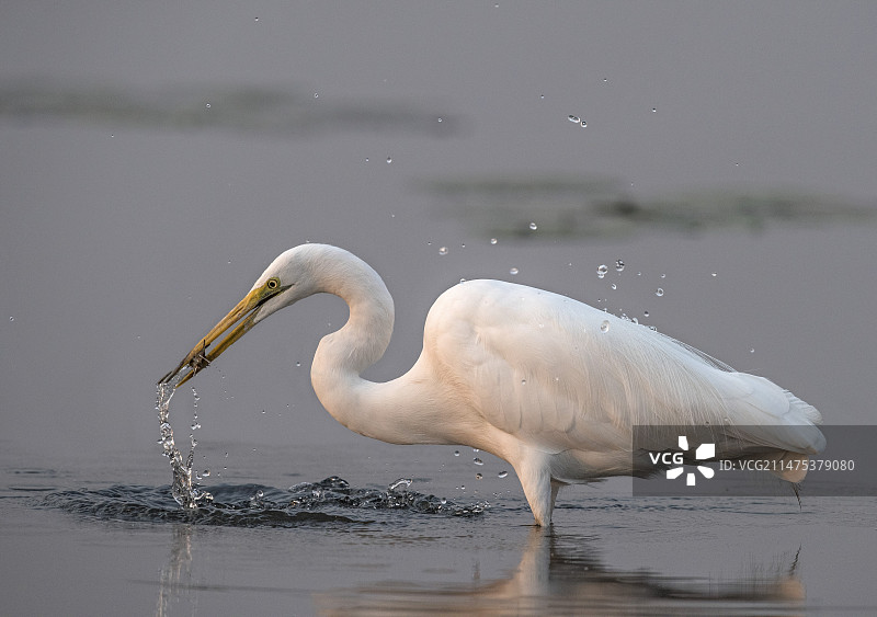 捕到鱼的大白鹭图片素材