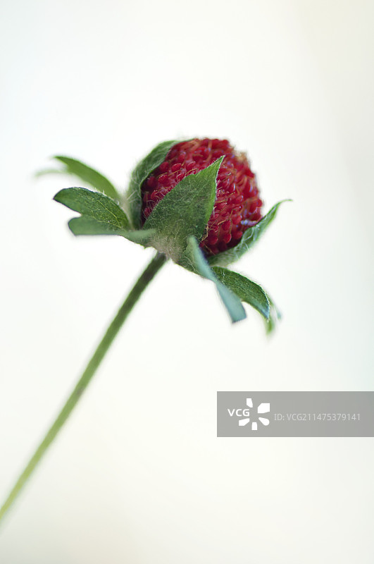 印度草莓图片素材