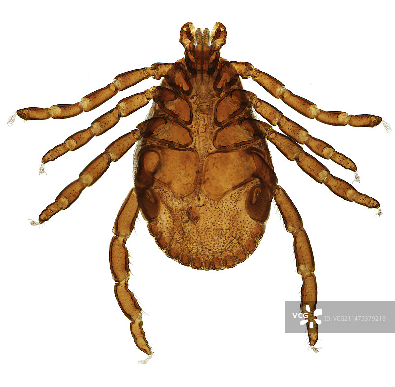 美国犬蜱，光学显微照片图片素材