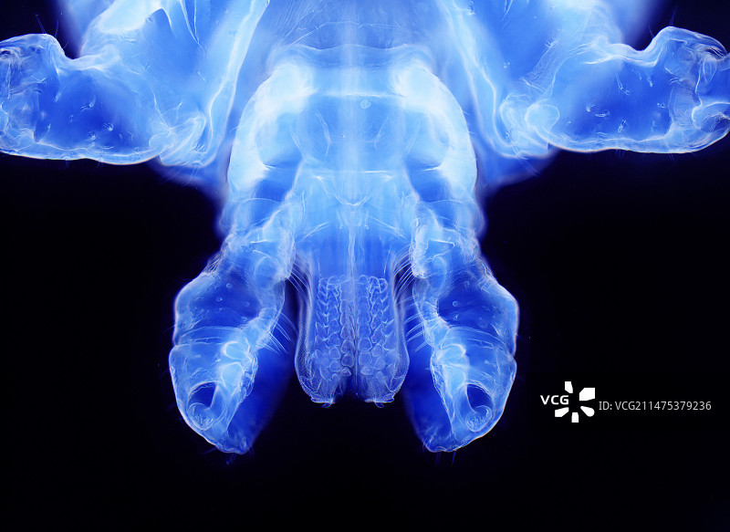 美国犬蜱口器图片素材