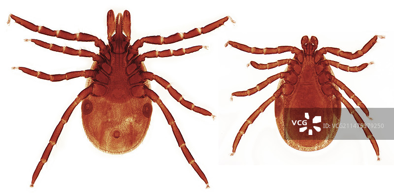雄性和雌性莱姆病蜱虫图片素材