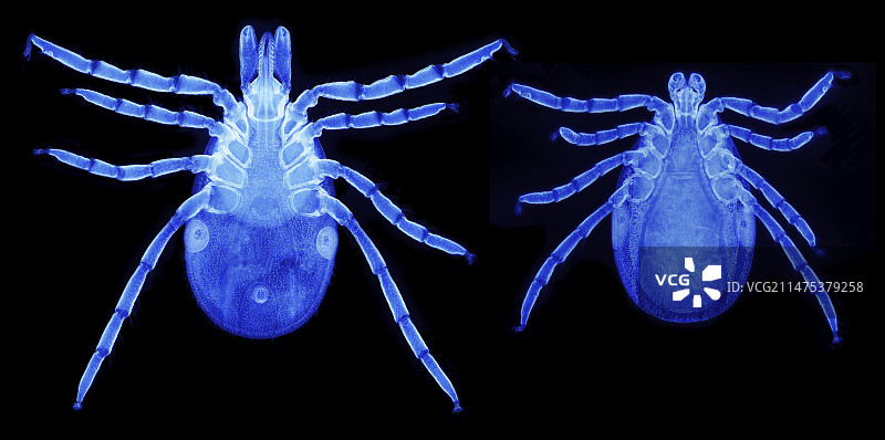 雄性和雌性莱姆病蜱虫图片素材