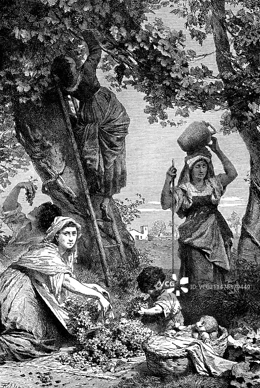 19世纪托斯卡纳葡萄收获插画图片素材