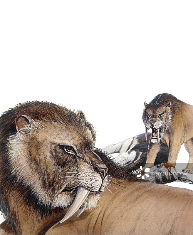 刃齿虎剑齿猫插图图片素材