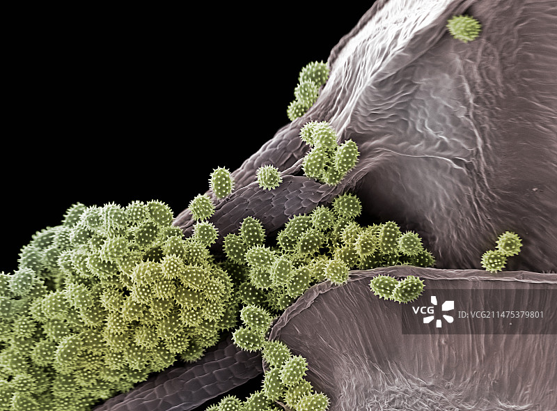 花园波斯菊花药扫描电镜照片图片素材